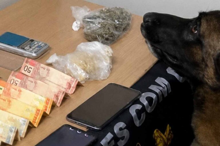 PM de Rondônia fecha ponto de tráfico e apreende drogas com apoio de cão farejador em Colorado do Oeste