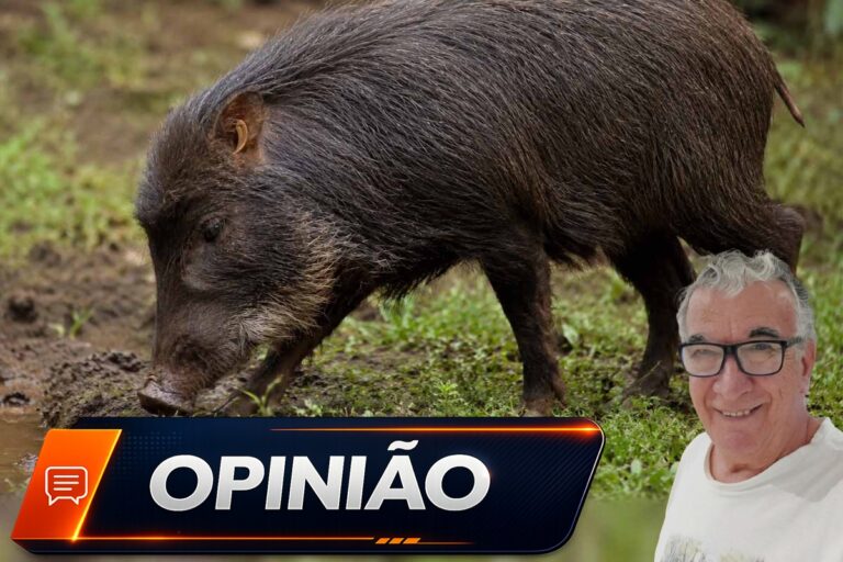 Comerciante ganha catetos e perde o sossego