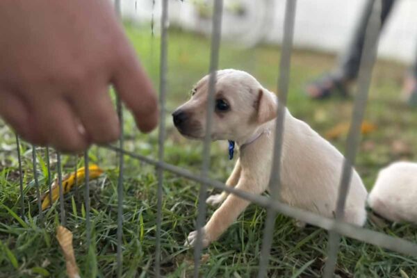 Feira disponibiliza cães e gatos para adoção neste domingo em Porto Velho