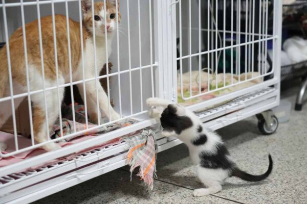 Clínica do Bem-Estar Animal supera 6,6 mil atendimentos e amplia adoções em Porto Velho