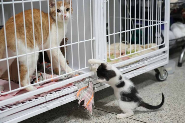Clínica do Bem-Estar Animal supera 6,6 mil atendimentos e amplia adoções em Porto Velho