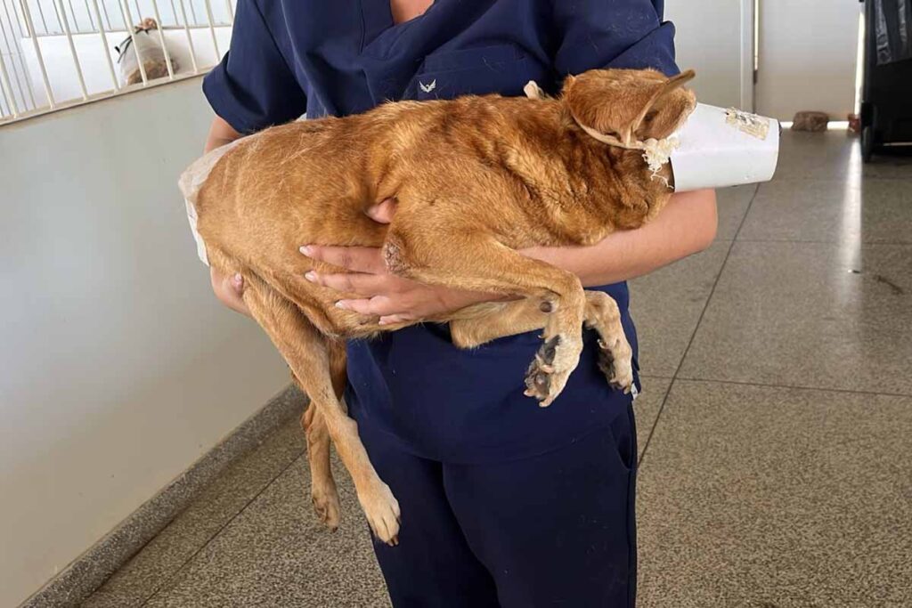 Cão atropelado na Avenida Tiradentes é resgatado e permanece internado em Porto Velho