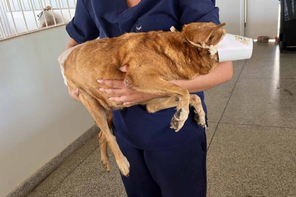 Cão atropelado na Avenida Tiradentes é resgatado e permanece internado em Porto Velho