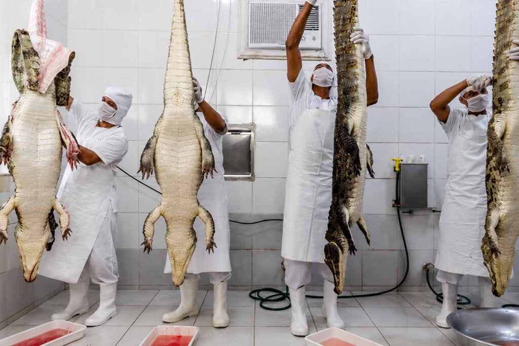 Carne de jacaré do Lago do Cuniã avança no processo de Indicação Geográfica