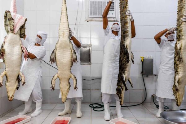Carne de jacaré do Lago do Cuniã avança no processo de Indicação Geográfica