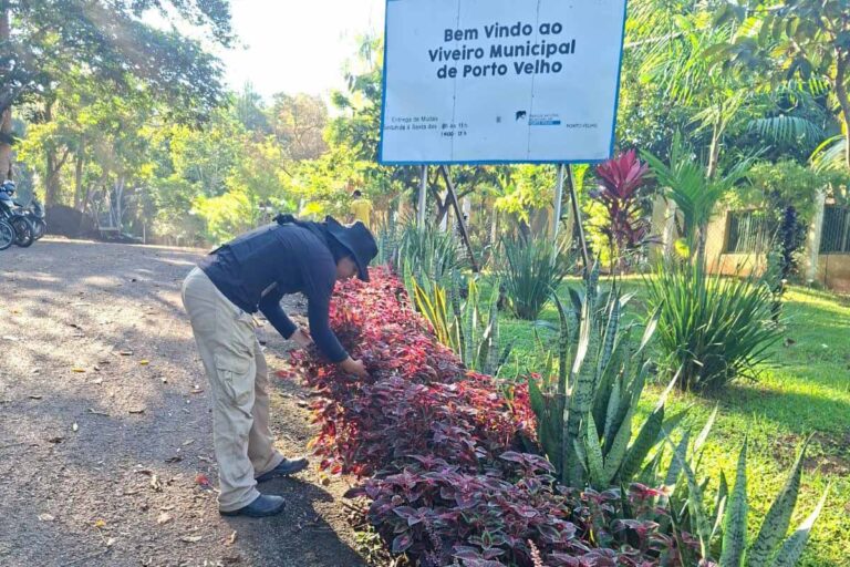 Sema suspende entrega de mudas em Porto Velho até setembro para preservar arborização durante a estiagem