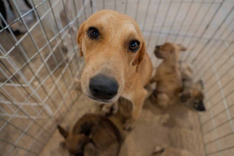 Porto Velho habilita 43 protetores de animais e inicia etapa de vistorias técnicas