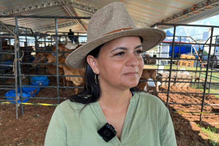Exposição com bovinos Sindi e Nelore aproxima público do campo durante a Agrotec 2026