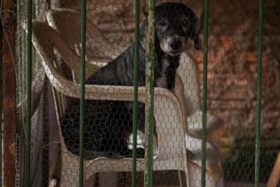 Porto Velho orienta como denunciar maus-tratos e abandono de animais