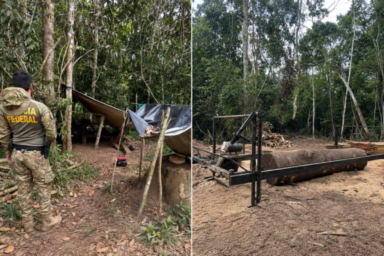 PF inutiliza serrarias e acampamento usados em extração ilegal na TI Rio Mequéns