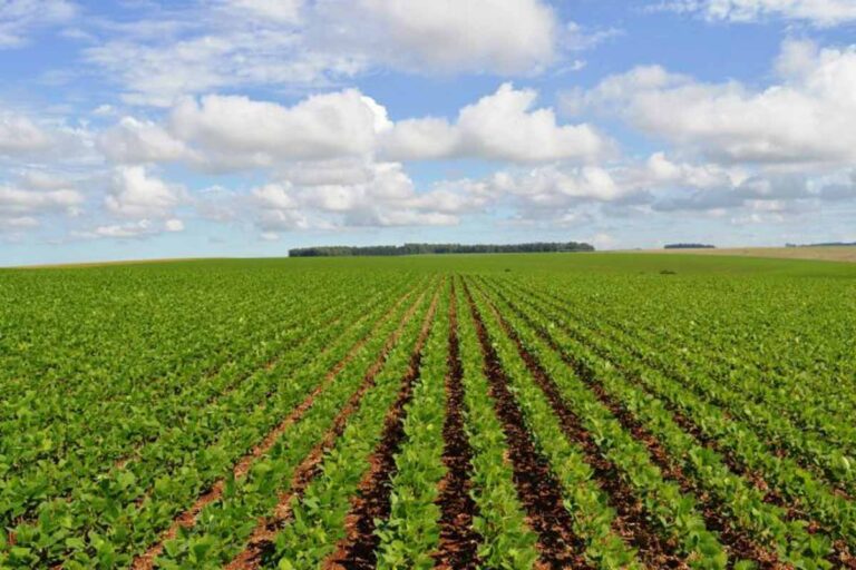 Porto Velho lidera produção de banana, mandioca e soja em Rondônia e leva potencial do agro à Agrotec 2026