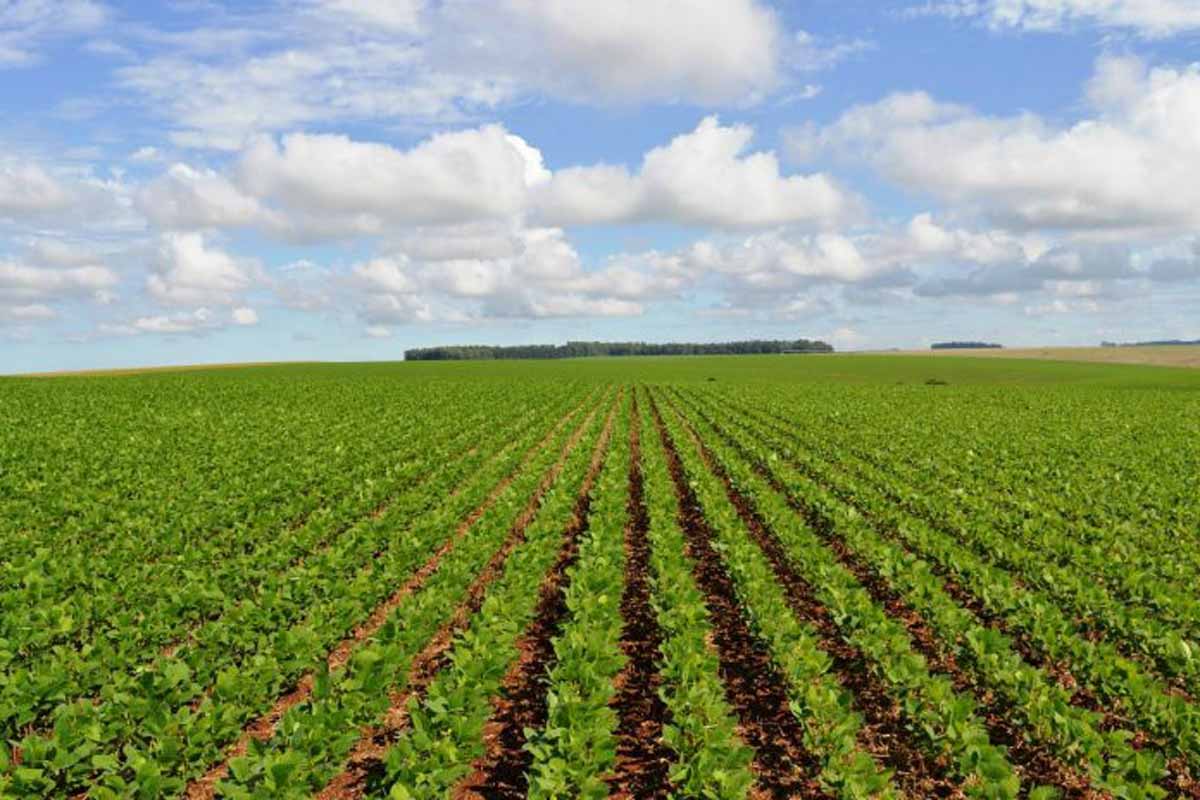 Porto Velho lidera produção de banana, mandioca e soja em Rondônia e leva potencial do agro à Agrotec 2026