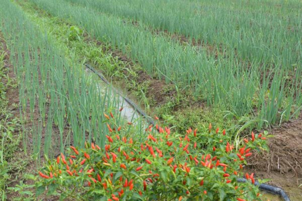Prefeitura cria comissão para atualizar preços da agricultura familiar no PNAE