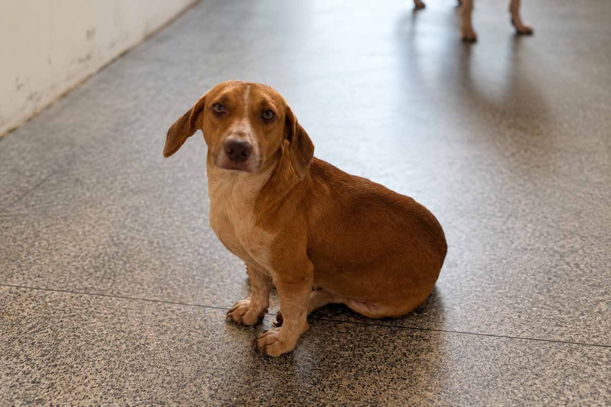 Tuco está recuperado e busca família para adoção responsável em Porto Velho