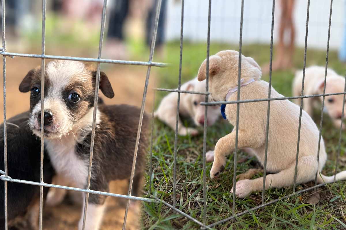 Clínica de Bem-Estar Animal amplia acolhimento e adoção responsável em Porto Velho