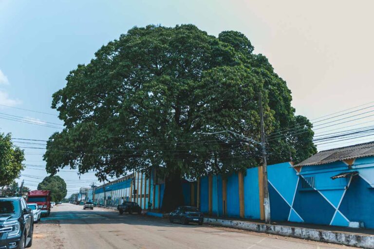 Prefeitura de Porto Velho distribui 600 sementes de girassol em ação pelo Dia da Árvore