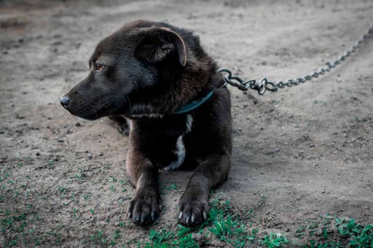Prefeitura reforça combate a maus-tratos de animais em Porto Velho; denúncias chegam a 309 no ano