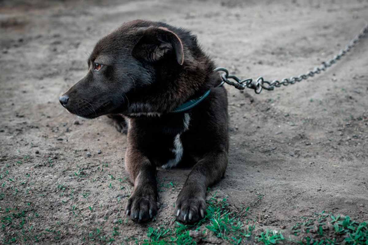 Prefeitura reforça combate a maus-tratos de animais em Porto Velho; denúncias chegam a 309 no ano