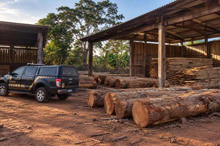 PF cumpre 19 mandados em investigação sobre madeira ilegal retirada de terras indígenas em Rondônia