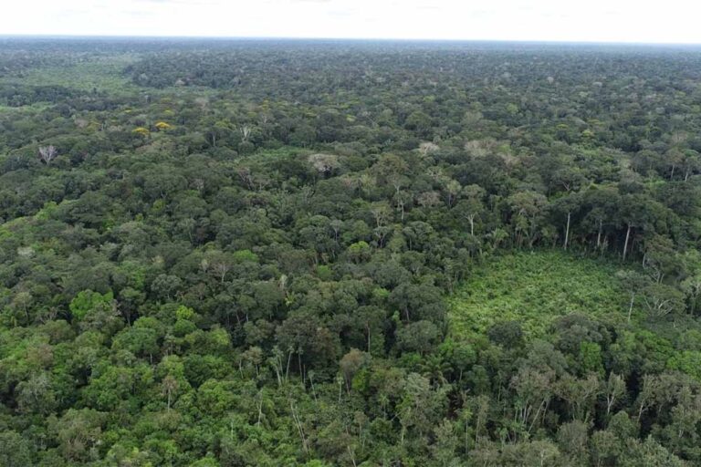 MPRO intensifica combate a crimes ambientais em Rondônia com tecnologia e operações integradas