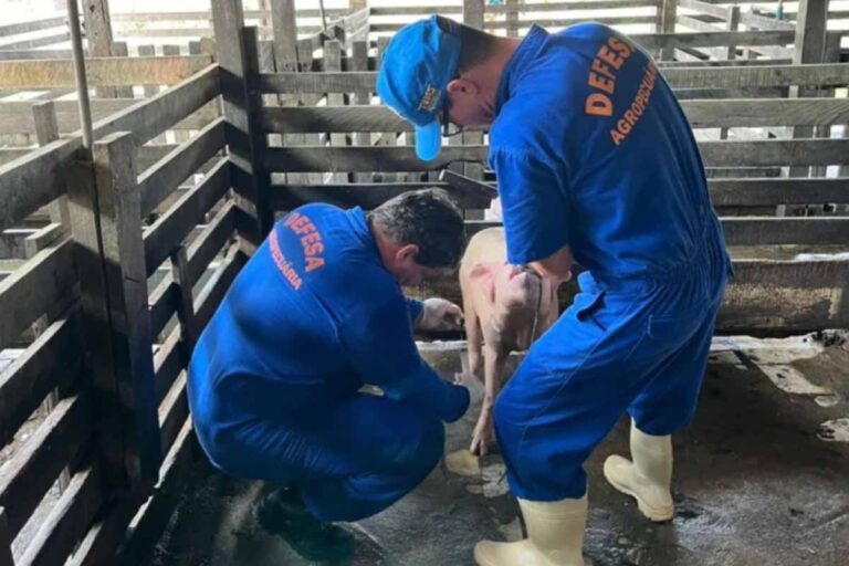 Idaron intensifica vigilância sanitária em Rondônia para proteger rebanho de 197 mil suínos