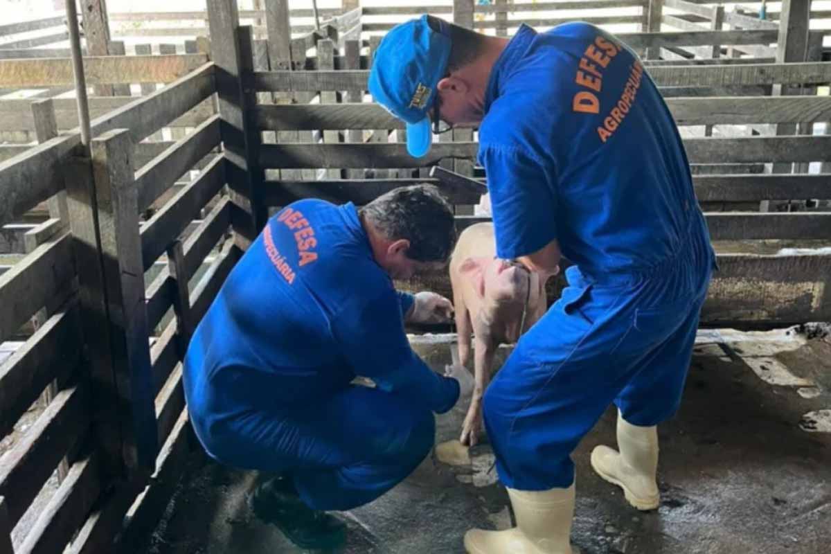 Idaron intensifica vigilância sanitária em Rondônia para proteger rebanho de 197 mil suínos