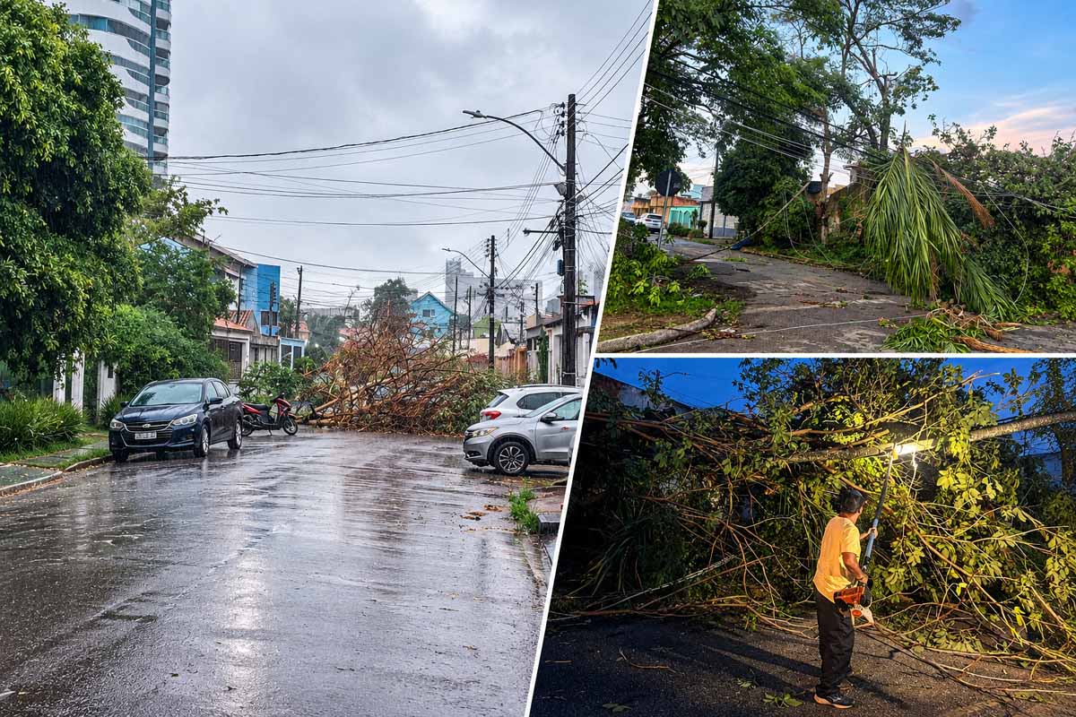 Porto Velho registra 25 ocorrências com árvores em 2026 e reforça alerta para temporais